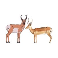 Masculine and Feminine Gender of Animals |Antelope - Antelope in English