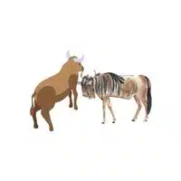 Masculine and Feminine Gender of Animals | Wildebeest - Wildebeest in English