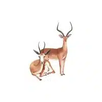 Masculine and Feminine Gender of Animals |Gazelle - Gazelle in English