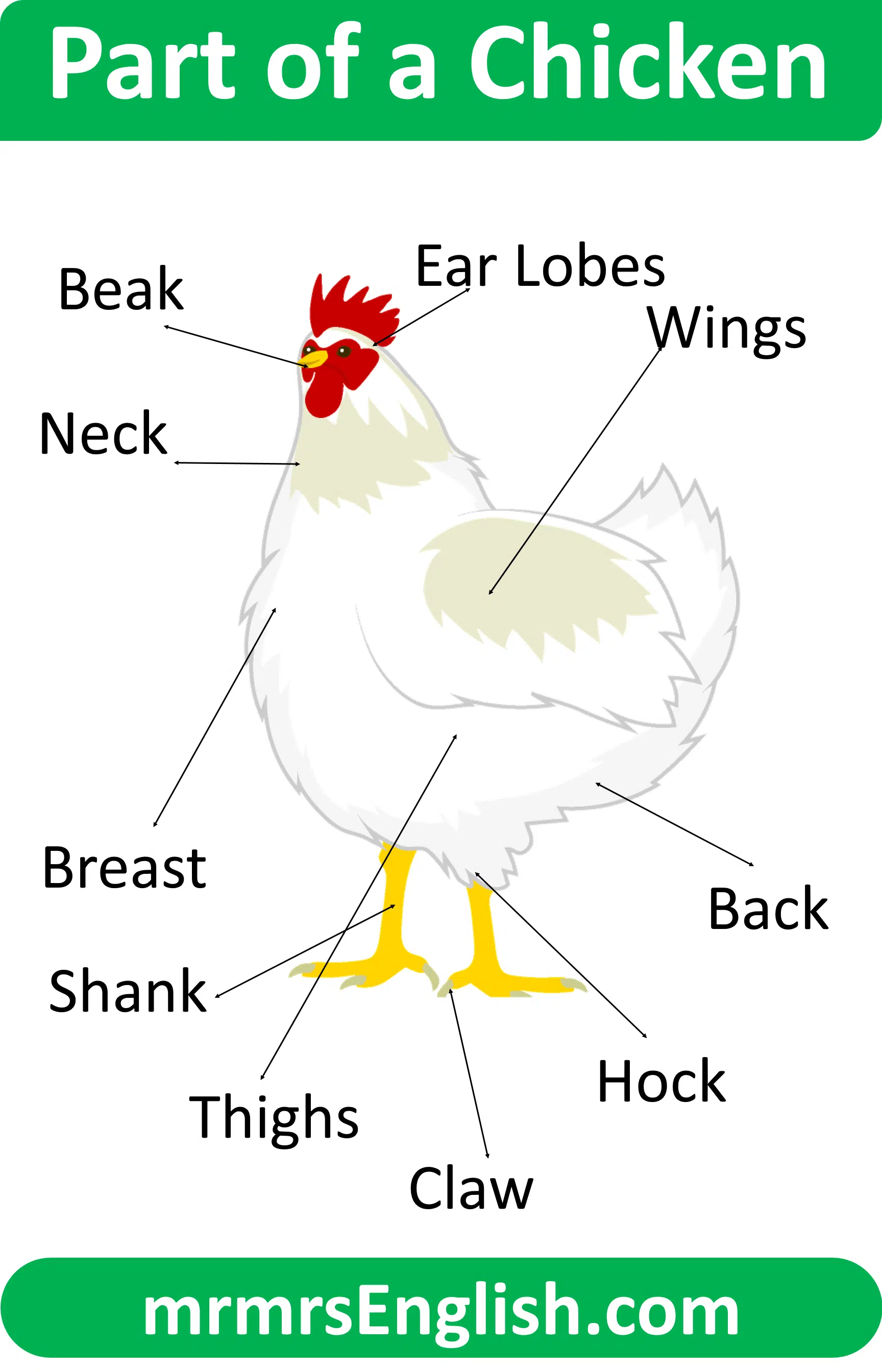 Animals Body Part Name | Part of a Chicken in English