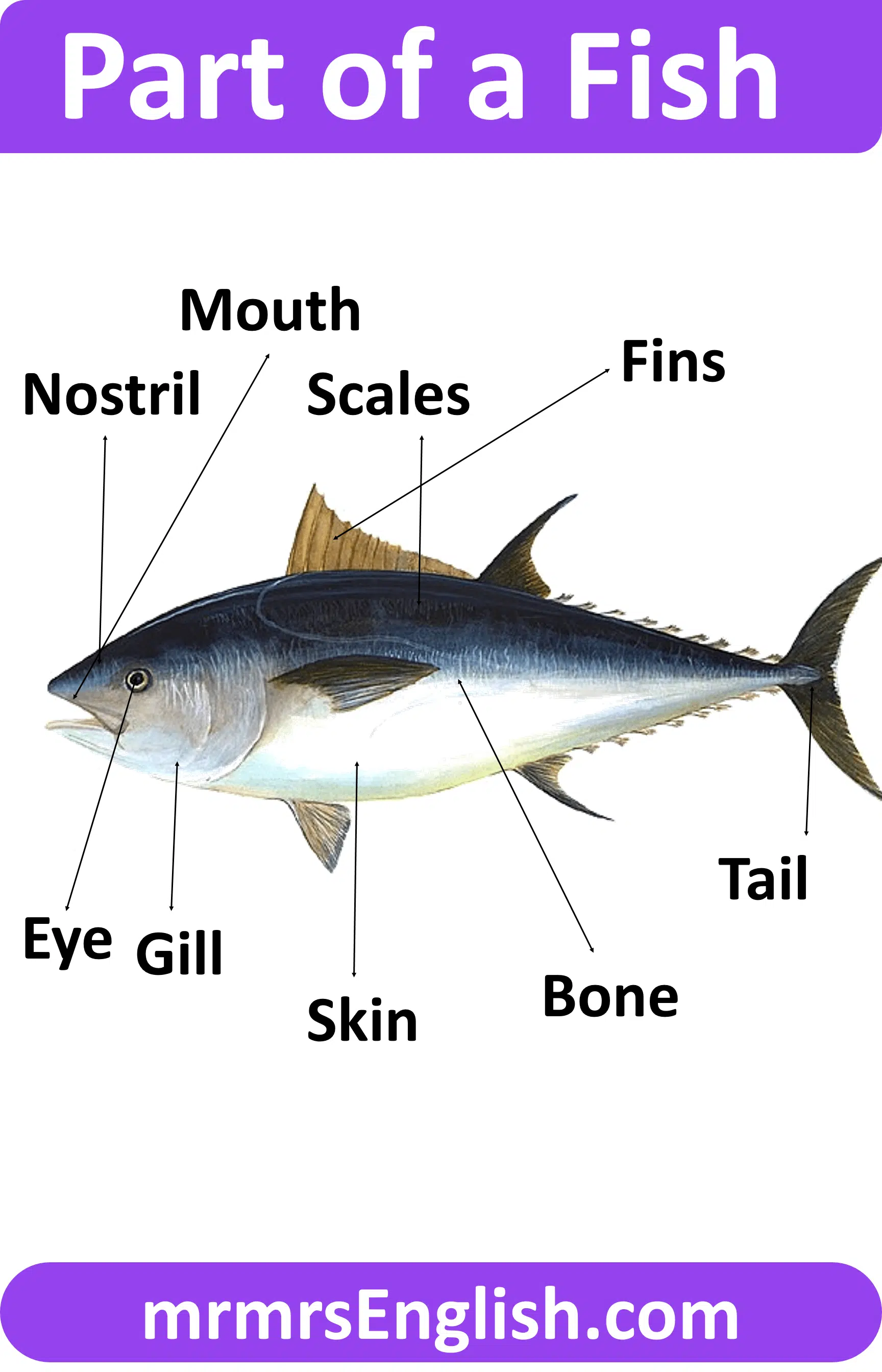 Animals Body Part Name | Part of a Fish in English