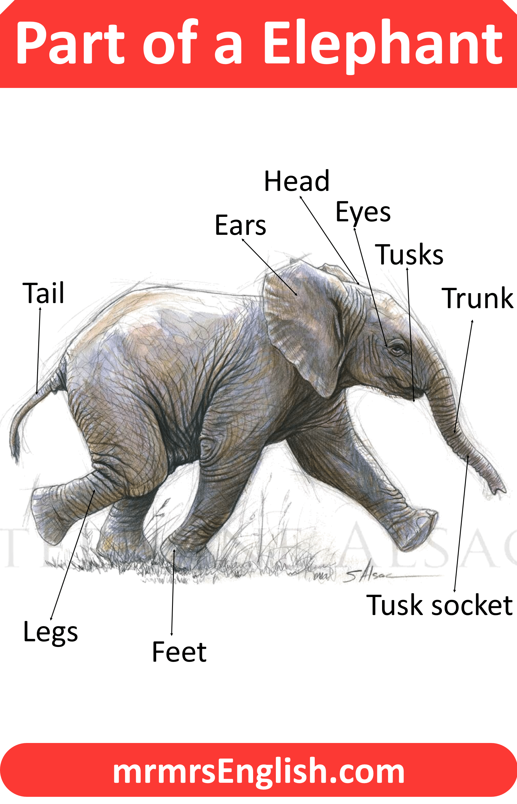 Animals Body Part | Part of Elephant in English