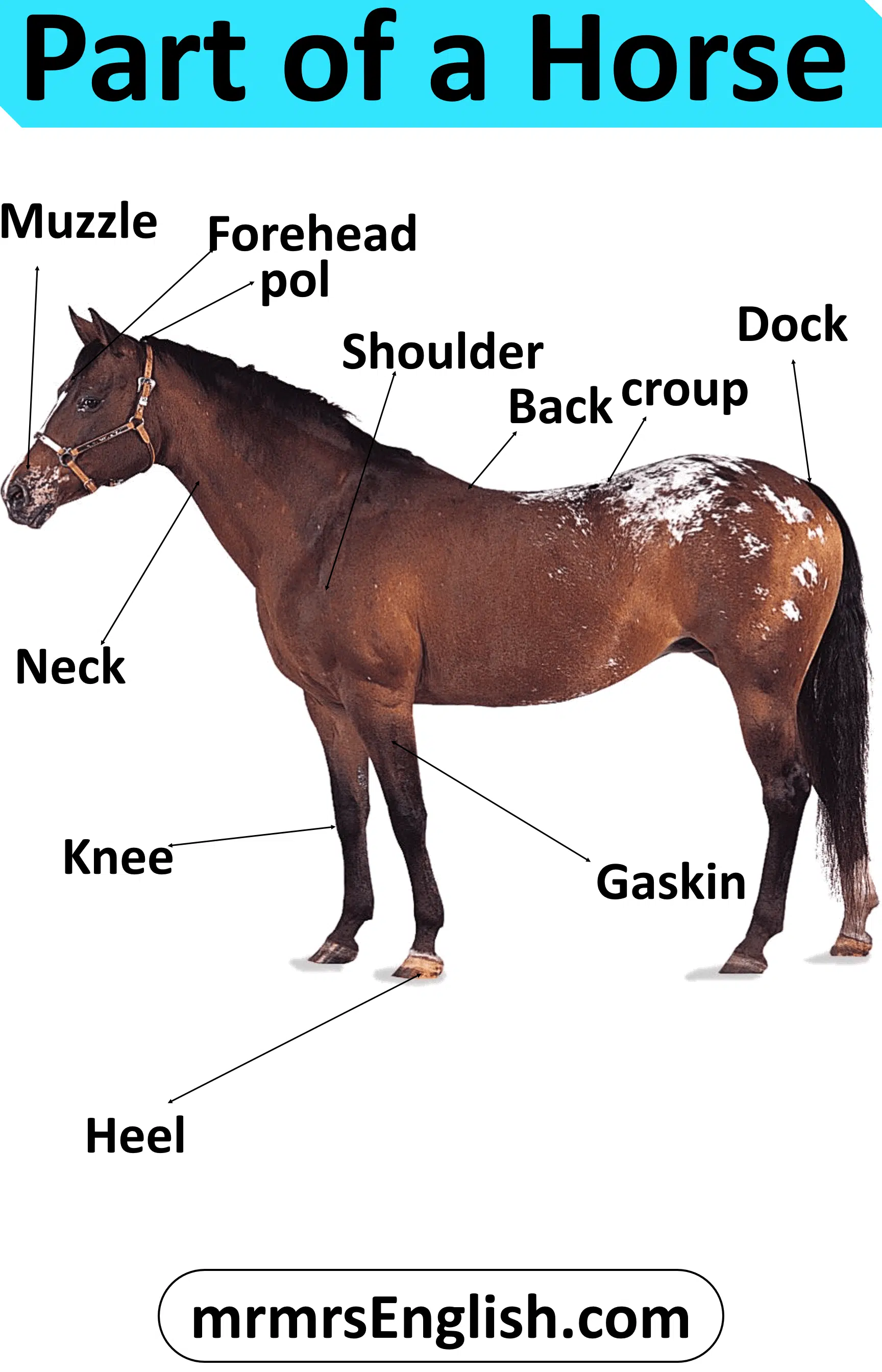 Animals Body Part Name | Part of a Horse in English