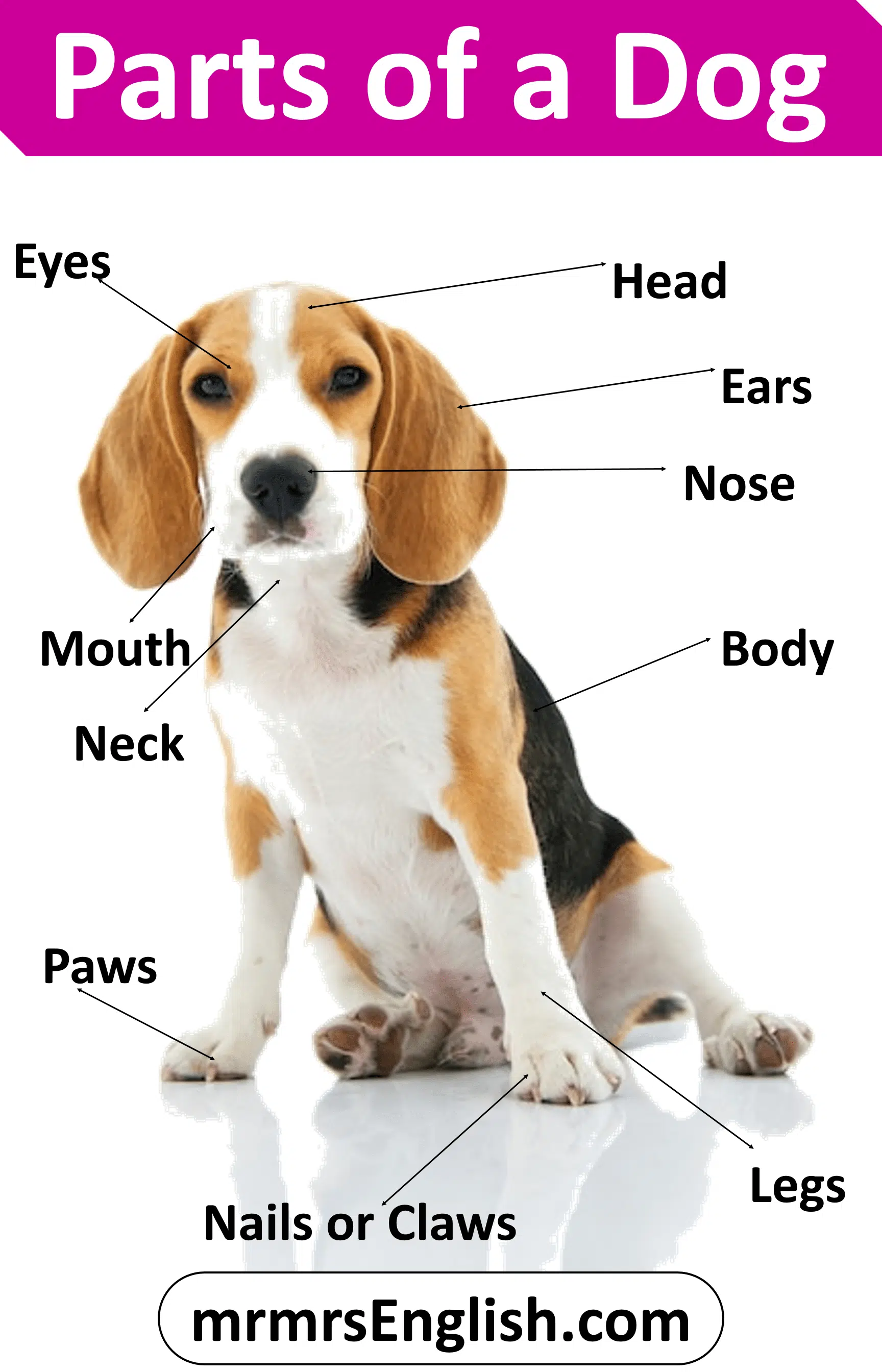 Animals Body Part | Dog parts in English