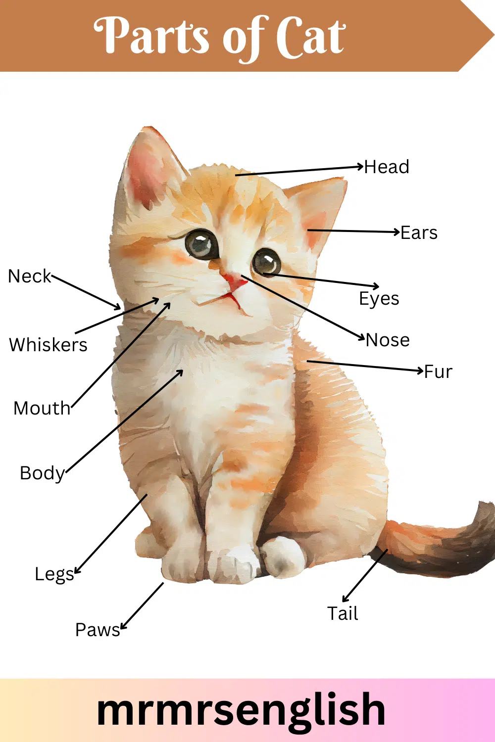 Animal body parts names | Cat in English