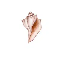 Conch in English