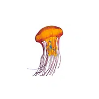 Sea Animals Name | Sea Nettle in English