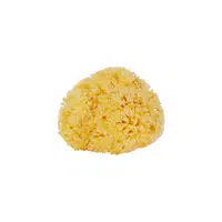 Sea Sponge in English