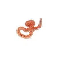 Sea Worm: in English