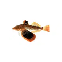 Sea Robin in English