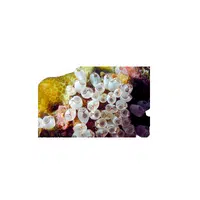 Sea Animals Name |Sea Squirt in English