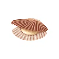 Sea Animals Name |Sea Scallop in English