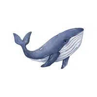 List of Mammals Animals Name |Whale in English