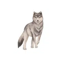 List of Mammals Animals Name |Wolf in English
