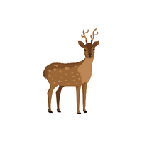 List of Mammals Animals Name | Deer in English