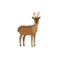 List of Mammals Animals Name | Deer in English
