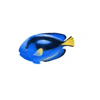 Sea Animals Name | Blue Tang in English