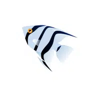 Sea Animals Name | Angelfish in English
