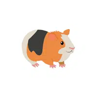 List of Mammals Animals Name |Guinea pig in English