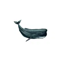 Sea Animals Name | Sperm Whale in English