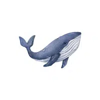 Sea Animals Name | Blue Whale in English