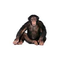 List of Mammals Animals Name |Chimpanzee in English