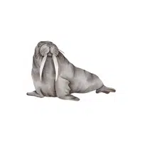 Sea Animals Name | Walrus in English