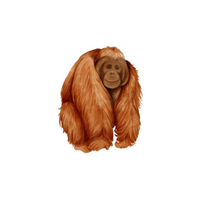 List of Mammals Animals Name |Orangutan: in English