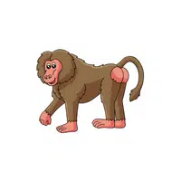 List of Mammals Animals Name |Baboon in English