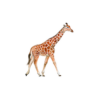List of Mammals Animals Name |Giraffe in English