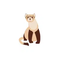 List of Mammals Animals Name | Mongoose in English