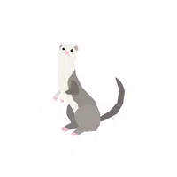 List of Mammals Animals Name |Ferret in English