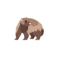List of Mammals Animals Name |Wolverine in English
