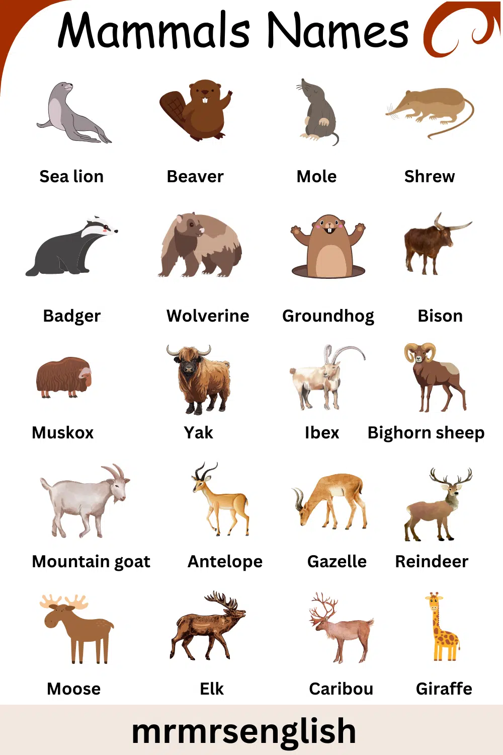 List of Mammals Animals Name in English