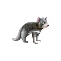 Tasmanian devil in English