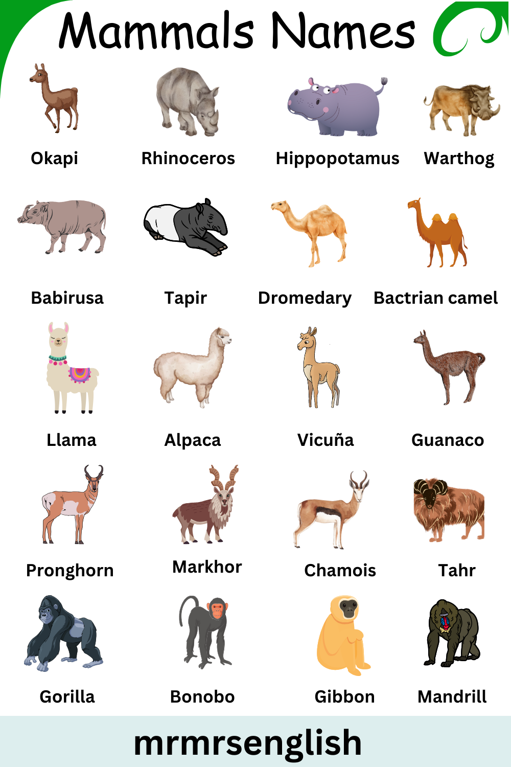 List of Mammals Animals Name in English