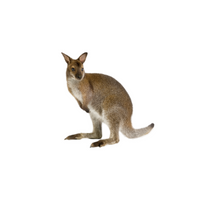 Wallaby in English