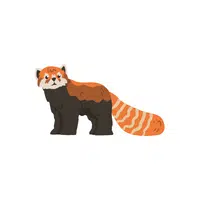 Red panda in English