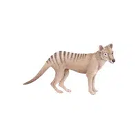 Tasmanian tiger in English