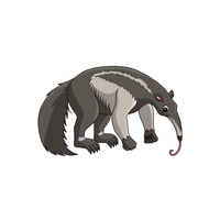 Anteater in English