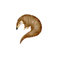 Pangolin in English