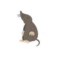 List of Mammals Animals Name |Mole in English