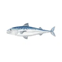 King Mackerel in English