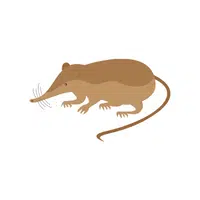 List of Mammals Animals Name |Shrew in English