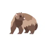List of Mammals Animals Name |Wolverine in English