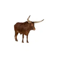 List of Mammals Animals Name |Bison in English