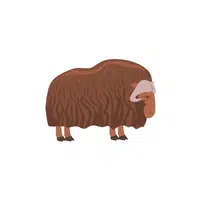 List of Mammals Animals Name |Muskox in English