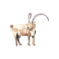 Ibex in English