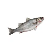 Black Sea Bass in English