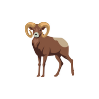 List of Mammals Animals Name |Bighorn sheep in English